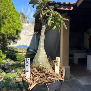 2208 46 Big Caudex Brd78