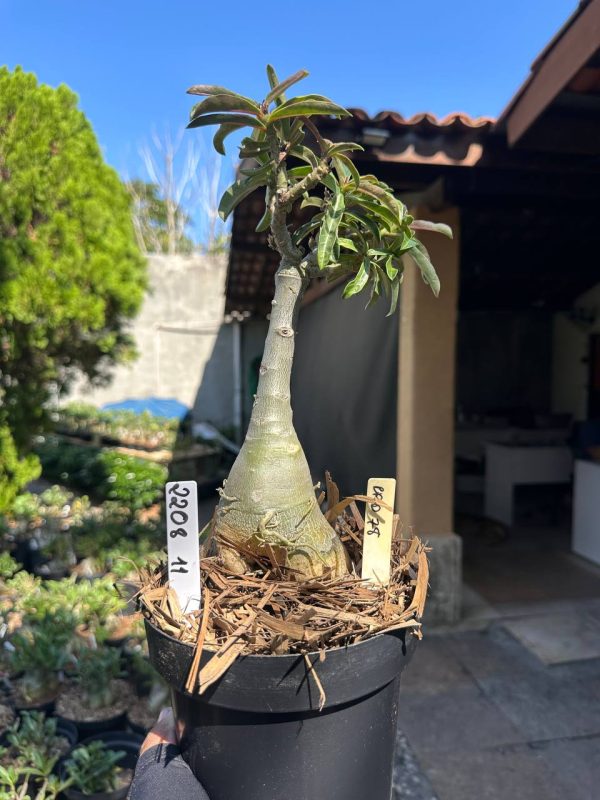 Big Caudex Brd78