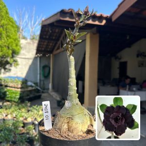 2408 01 Big Caudex Lua Negra