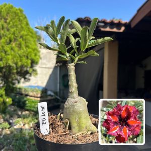 2408 02 Big Caudex Connie