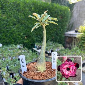 2408 17 Rosa do Deserto Mustang