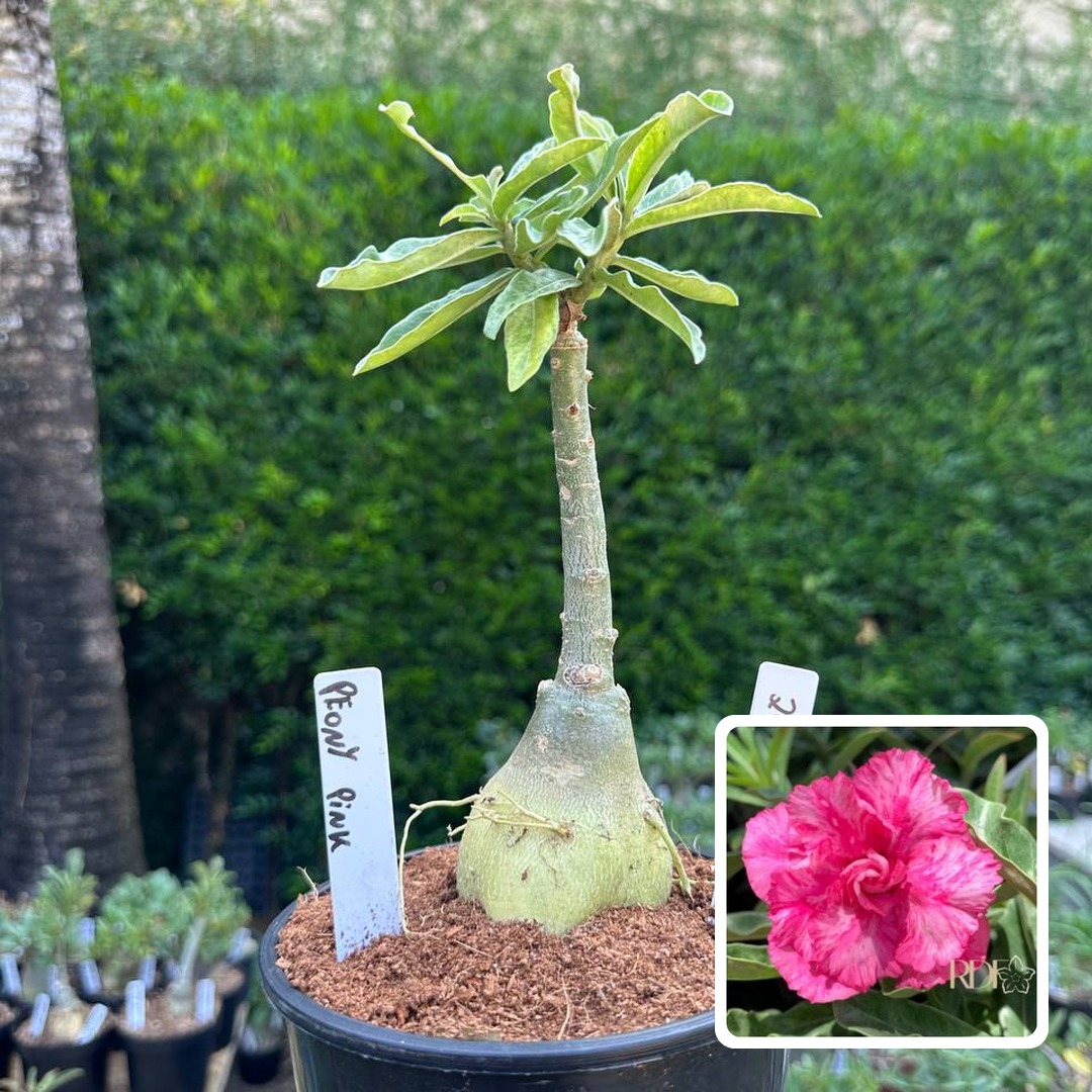 2408 22 Rosa do Deserto Peony Pink