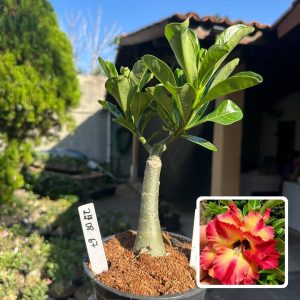 2408 66 Rosa do Deserto Chimichurri
