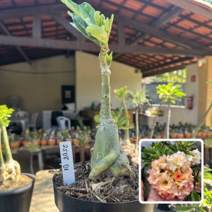 2508 01 Big Caudex Sol Poente