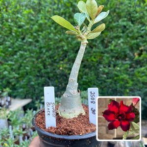 2508 20 Rosa do Deserto Surprise Black
