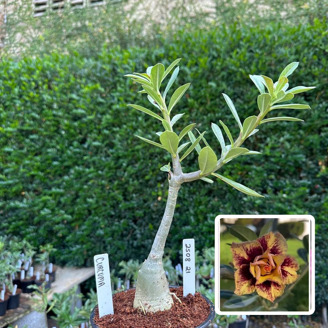 2508 21 Rosa do Deserto Curcuma
