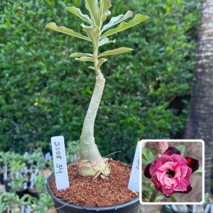 2508 34 Rosa do Deserto Mustang