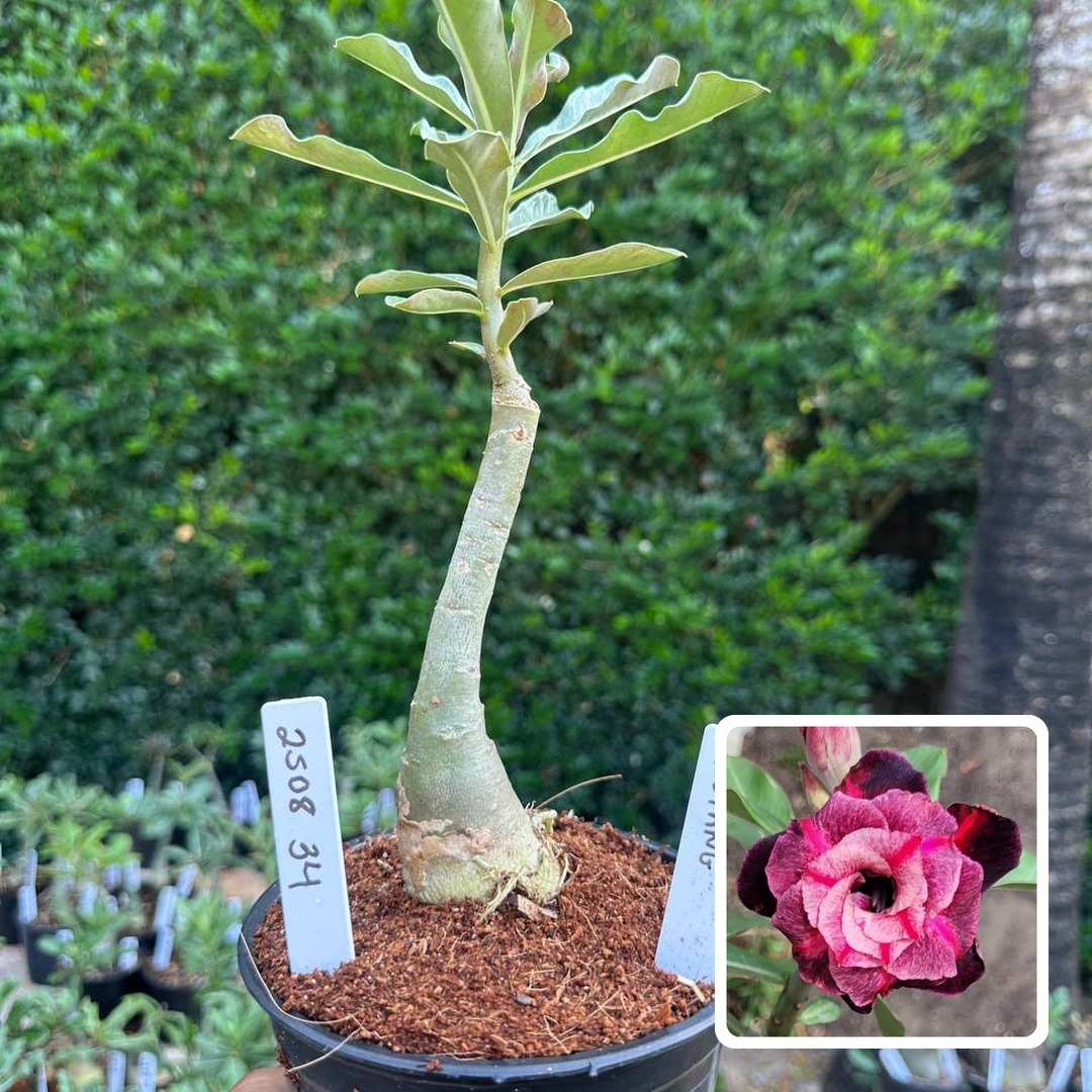 2508 34 Rosa do Deserto Mustang