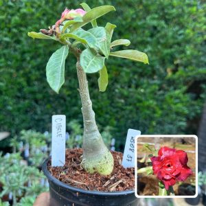 2508 37 Rosa do Deserto cibele