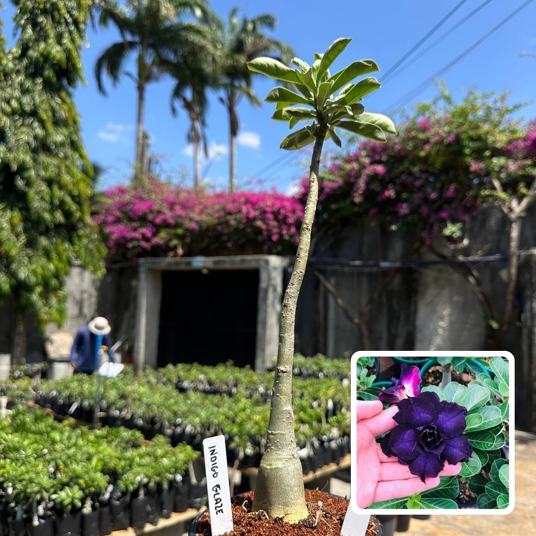 2508 42 Anaconda Baby Indigo Glaze