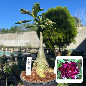 2508 44 Rosa do Deserto BRD 08