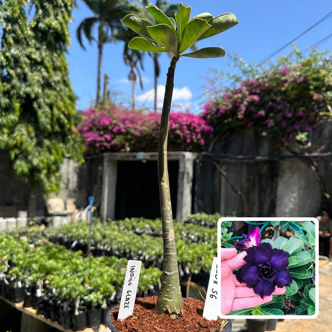 2508 56 Anaconda Baby Indigo Glaze