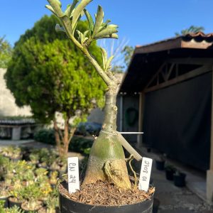 2708 01 Big Caudex Canan 24