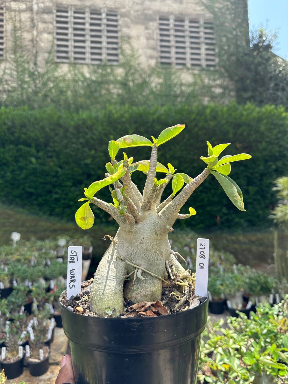 2708 01 Arabicum Star wars - Adulta