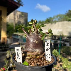 2708 02 Arabicum Vitrine Asgard