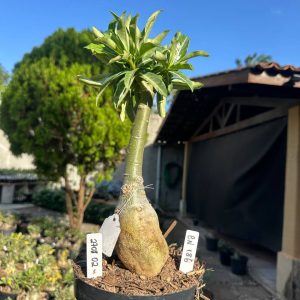 2708 02 Big Caudex Cn186