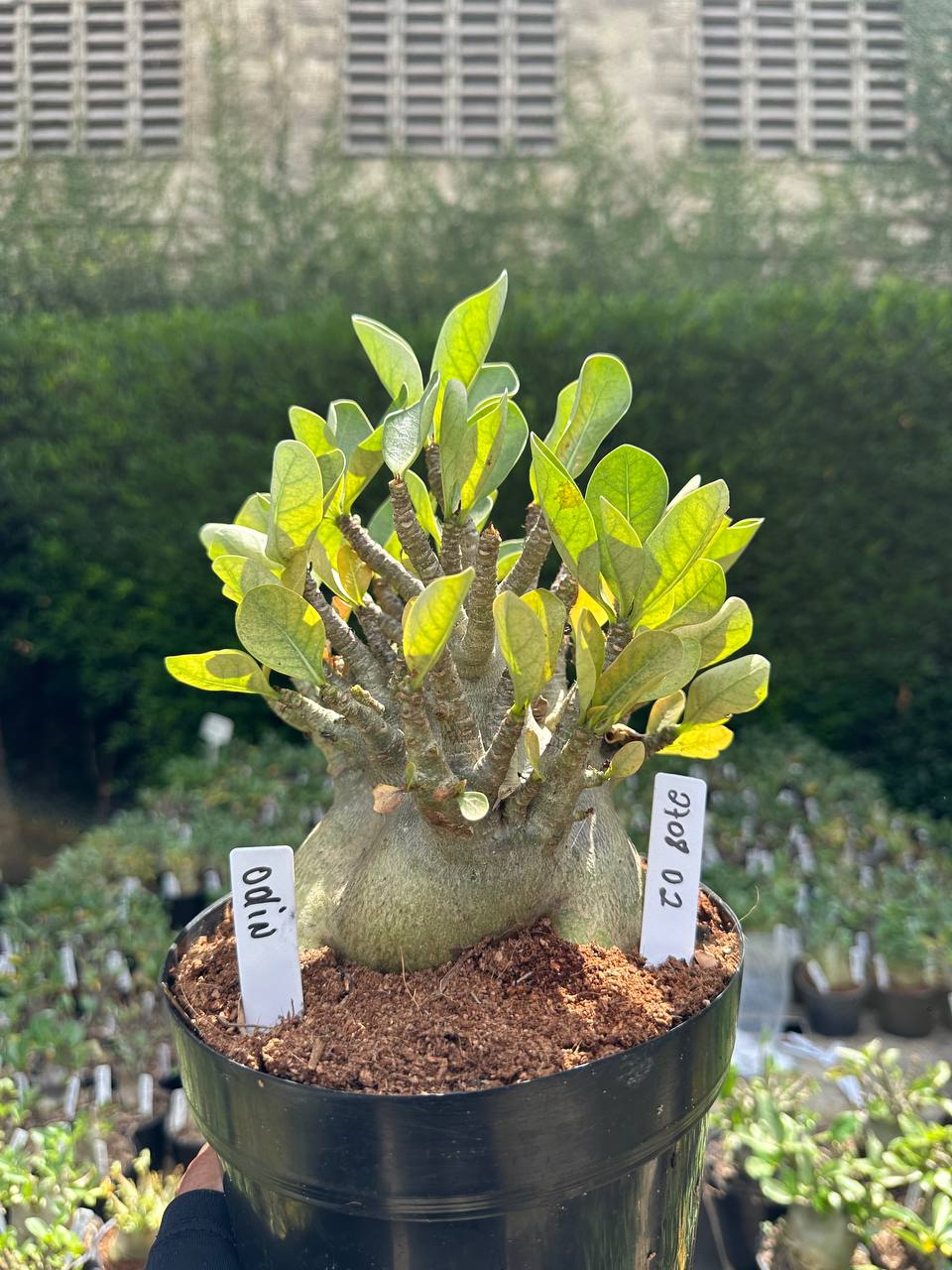 2708 02 Arabicum Odin - Adulta