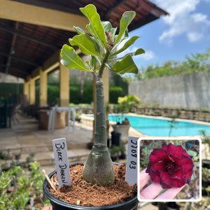 2708 03 Rosa do Deserto Black Dragon