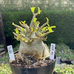 2708 04 Arabicum Bizão - Adulta