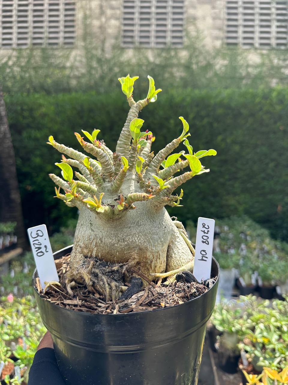 2708 04 Arabicum Bizão - Adulta