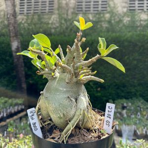 2708 05 Arabicum PBN soco - Adulta