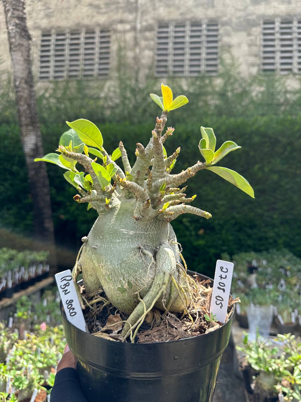 2708 05 Arabicum PBN soco - Adulta