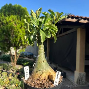 2708 07 Big Caudex Estrela de Fogo 🔥