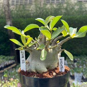 2708 07 Arabicum Megatron - Adulta