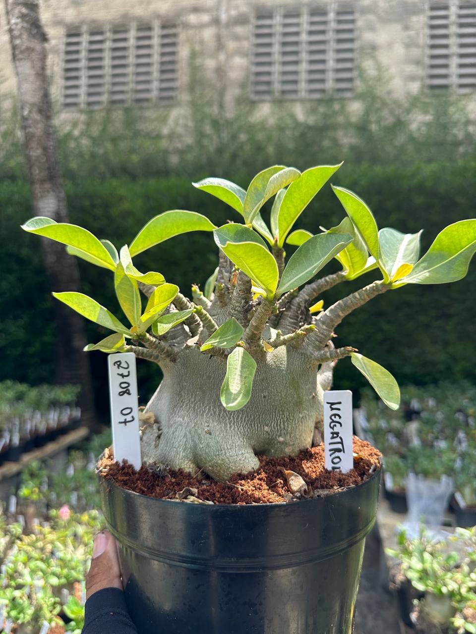 2708 07 Arabicum Megatron - Adulta