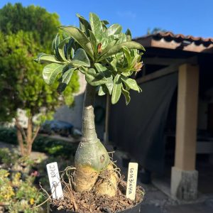 2708 08 Big Caudex Goiabinha