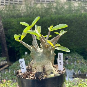 2708 08 Arabicum Panzer - Adulta