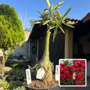 2708 09 Big Caudex Chokito