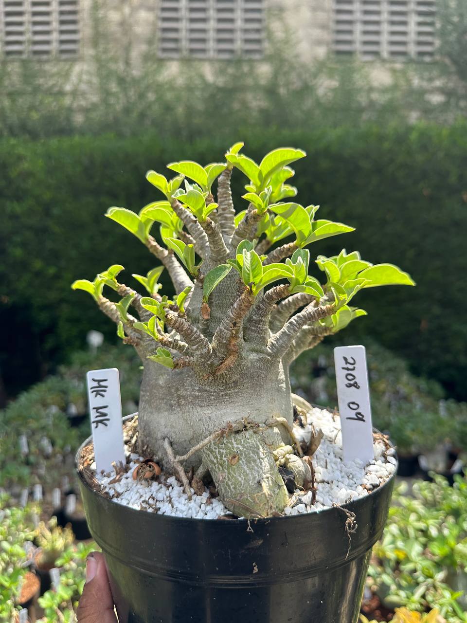 2708 09 Arabicum MK Mk - Adulta