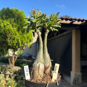 2708 10 Big Caudex Jayant
