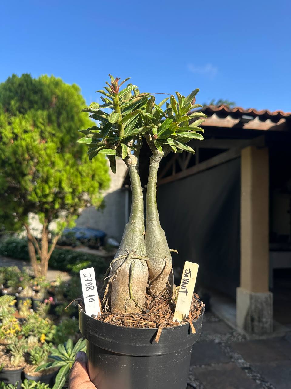 2708 10 Big Caudex Jayant
