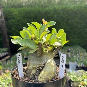 2708 10 Arabicum Tanos - Adulta