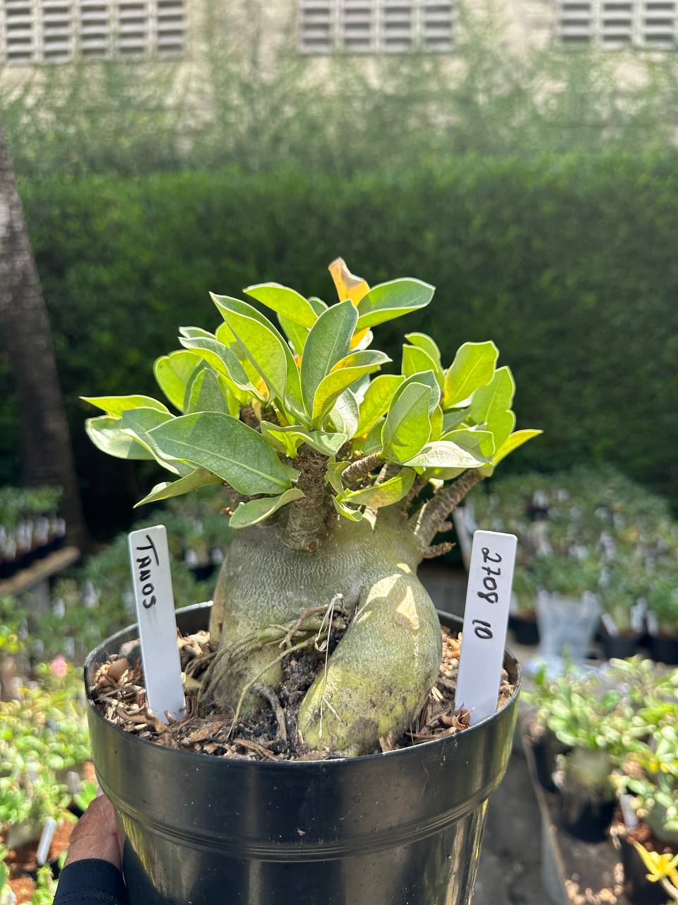 2708 10 Arabicum Tanos - Adulta
