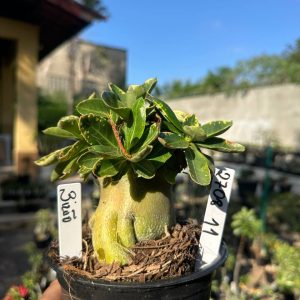 2708 11 Arabicum Vitrine Bizão Tigrada