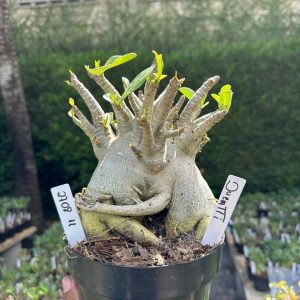 2708 11 Arabicum Ducatti - Adulta
