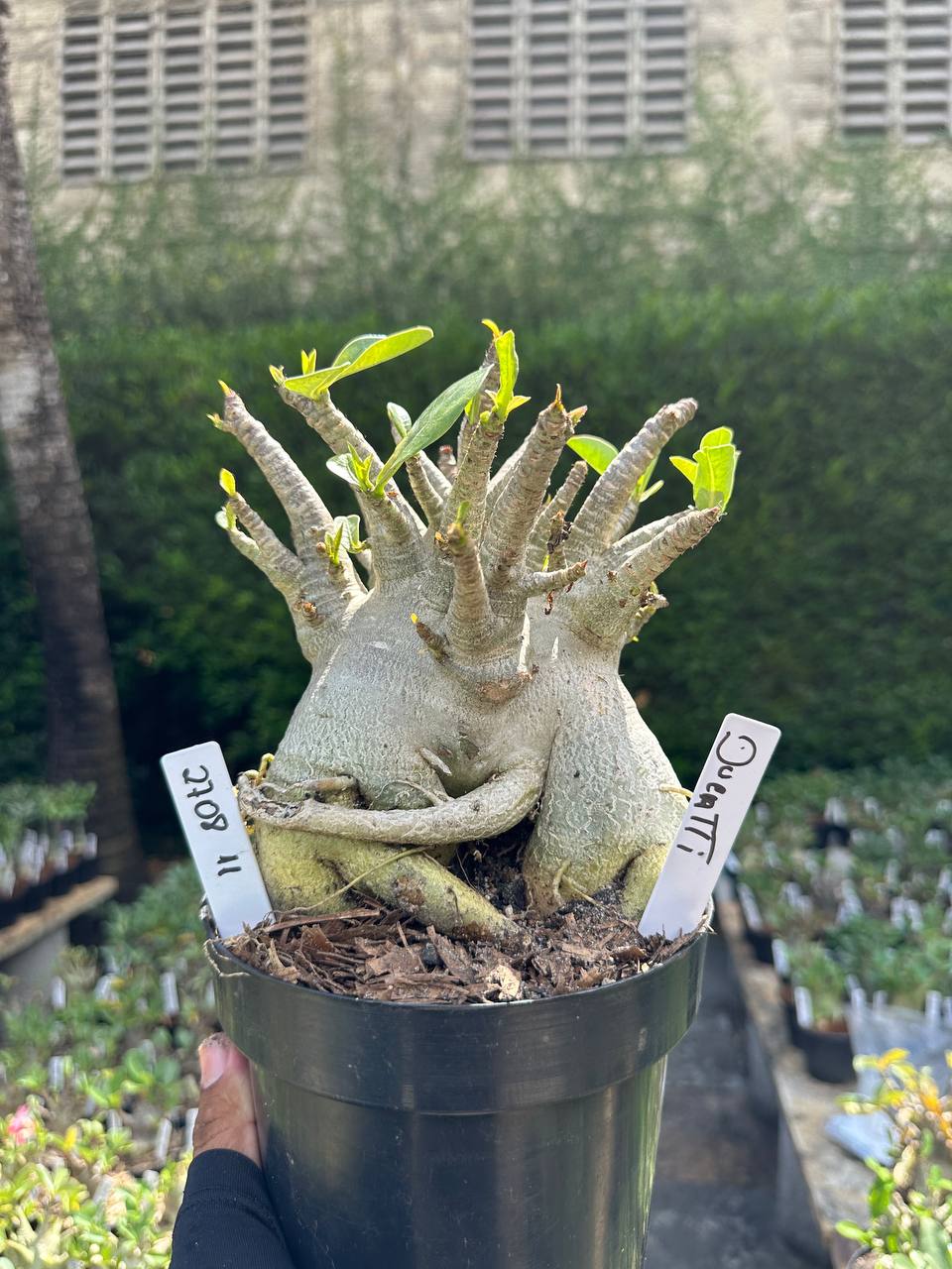 2708 11 Arabicum Ducatti - Adulta