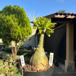 2708 11 Big Caudex Pikachu