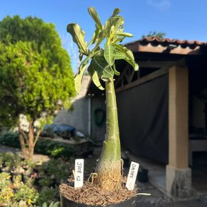 2708 12 Big Caudex Oaske