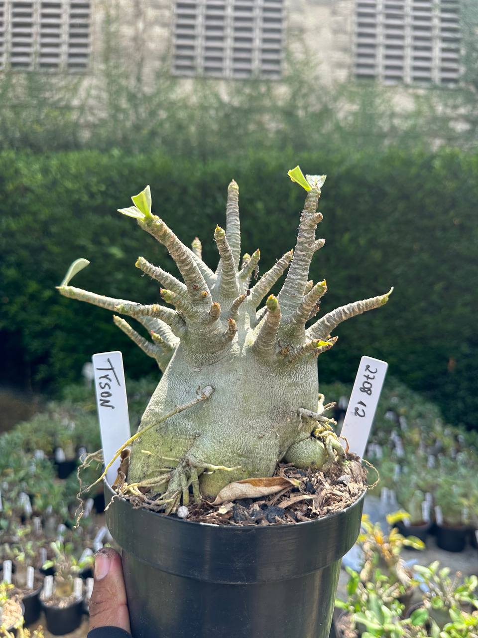 2708 12 Arabicum Tyson - Adulta