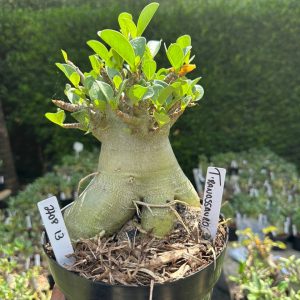2708 13 Arabicum Tiranossauro - Adulta