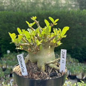 2708 15 Arabicum Abomination - Adulta