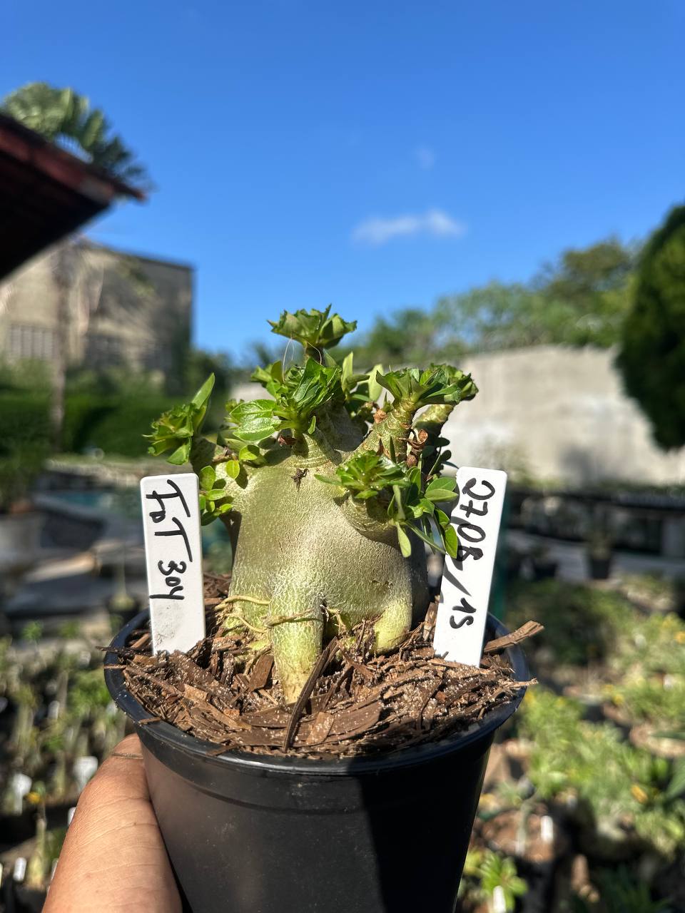 2708 15 Arabicum Vitrine Fat Boy