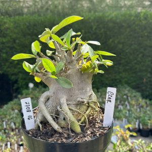 2708 16 Arabicum Czar - Adulta