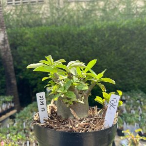 2708 17 Arabicum Rbl - Adulta