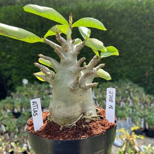 2708 18 Arabicum Atlas - Adulta