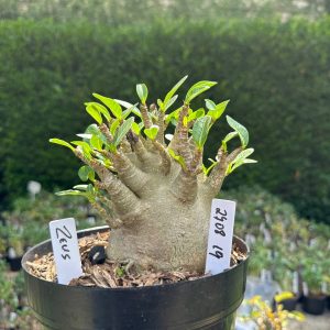 2708 19 Arabicum Zeus - Adulta
